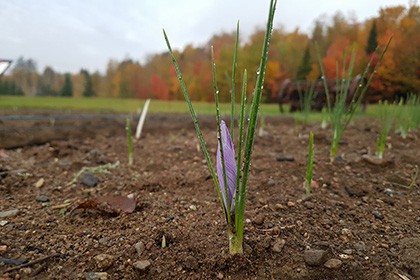 Safran pur Québécois