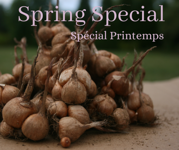 * Special  50 + 10 bulbs *